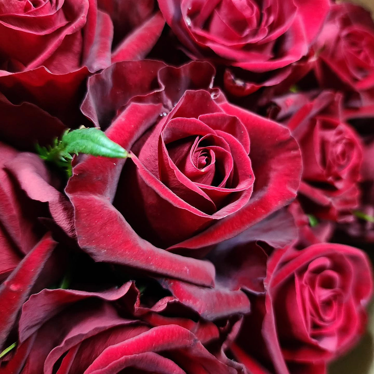 Single colour Fresh Pooja Bloom