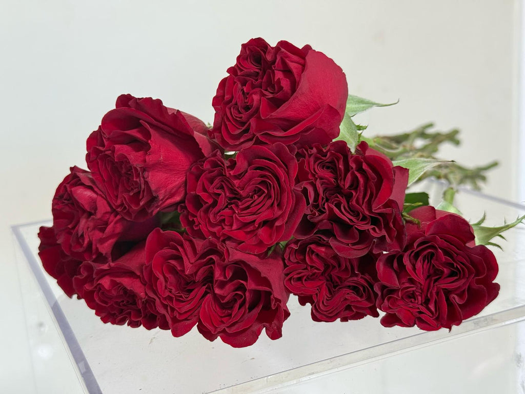 Colombian Red Roses