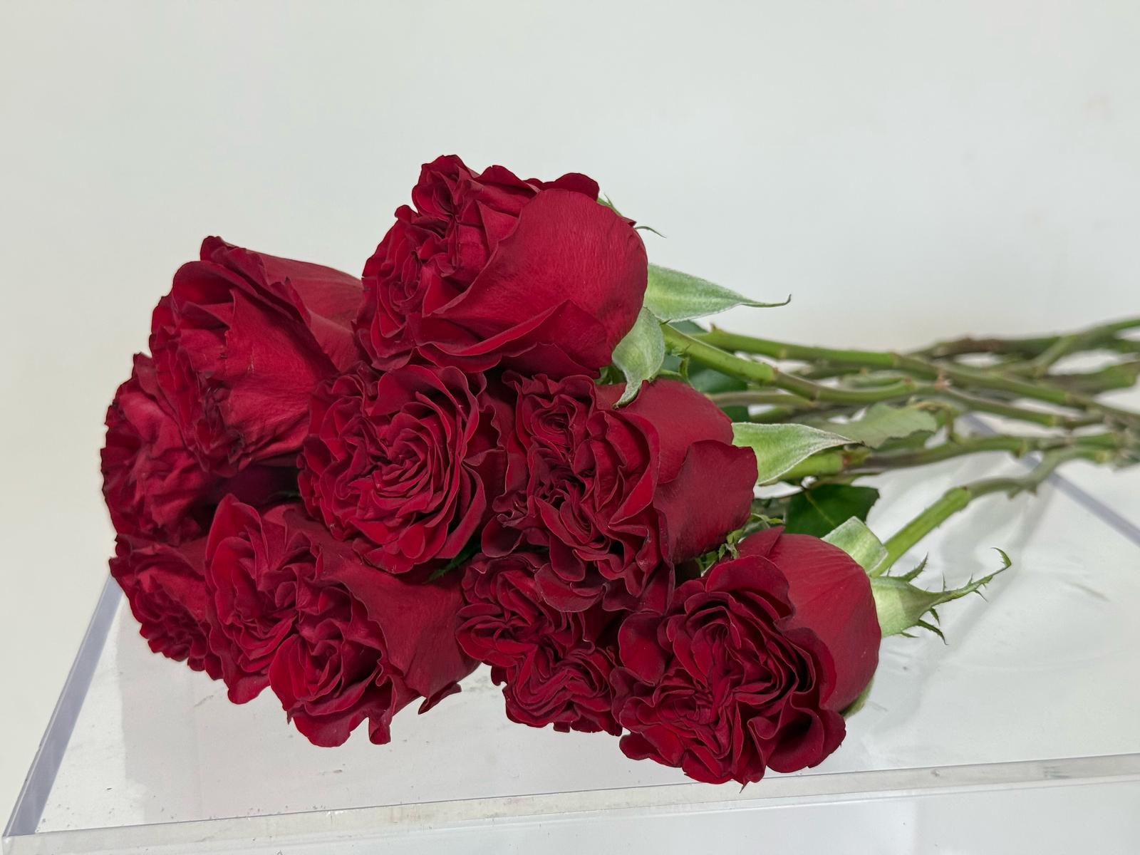 Colombian Red Roses